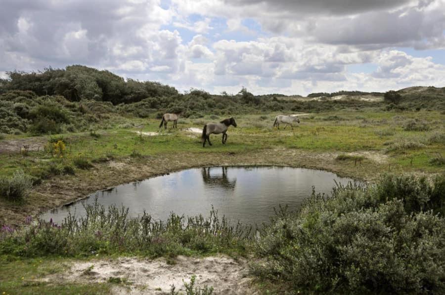 Vakantiehuisje Aan Zee Vlakbij Plopsaland En Het Strand - Casa Memphis De Panne Exteriér fotografie